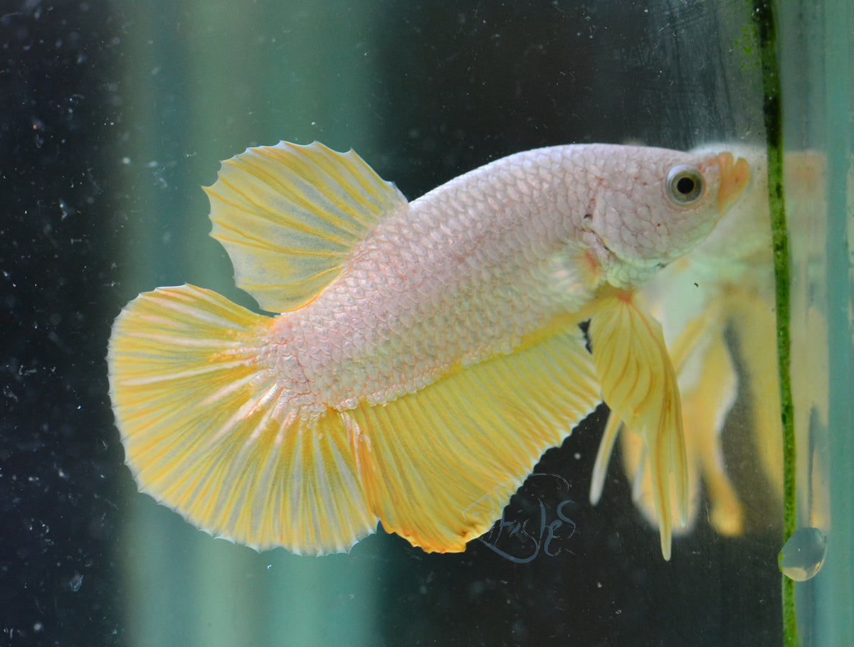 Yellow Dragon HMPK Male