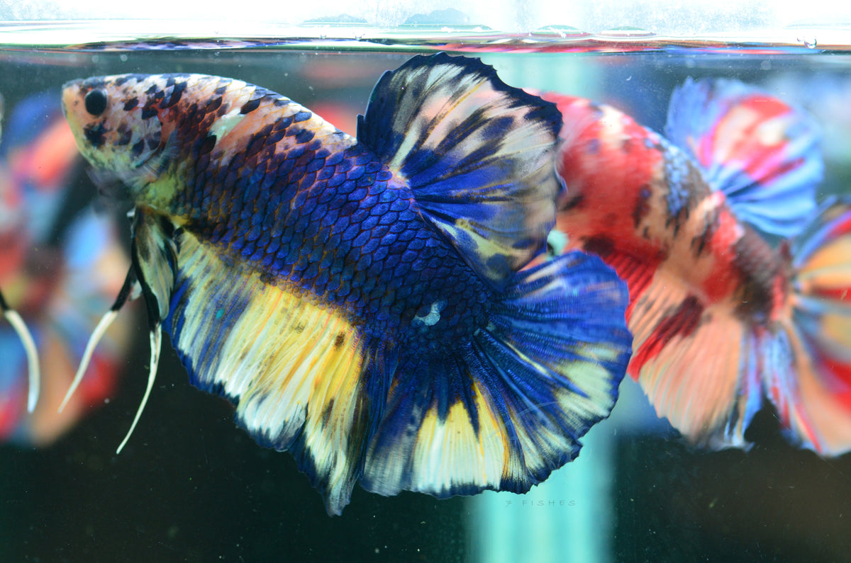 Giant Mustard Fancy HMPK Male