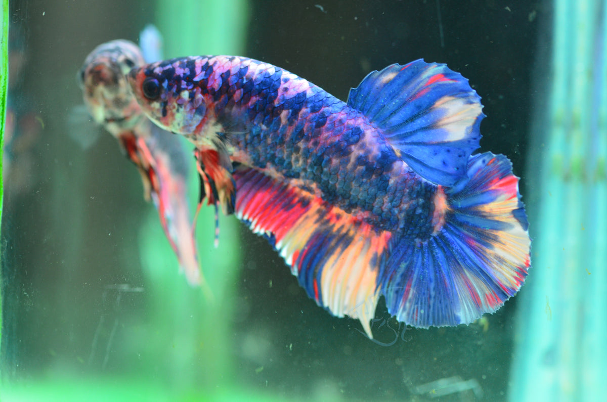 Giant Pastel Marble HMPK Male