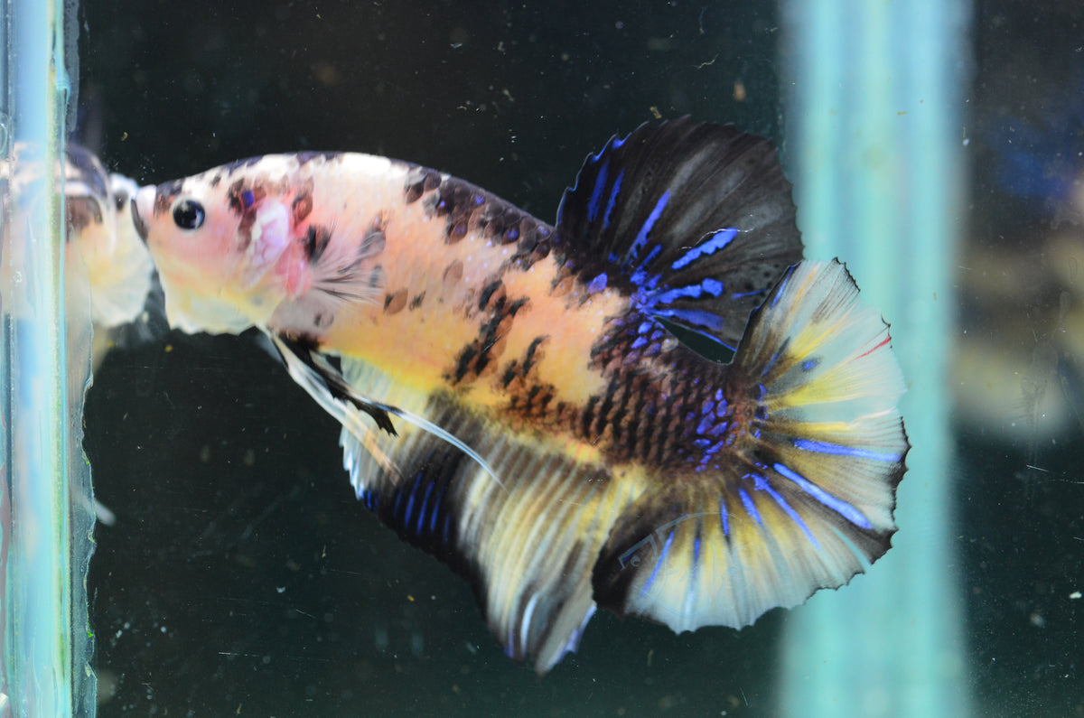 Giant Yellow Koi HMPK Male