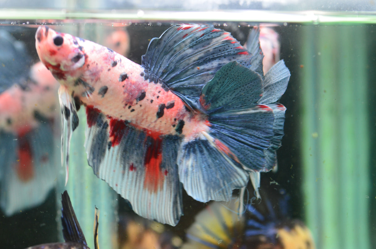 Giant Steel Koi HMPK Male