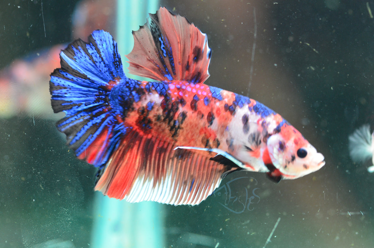 Giant Nemo HMPK Male