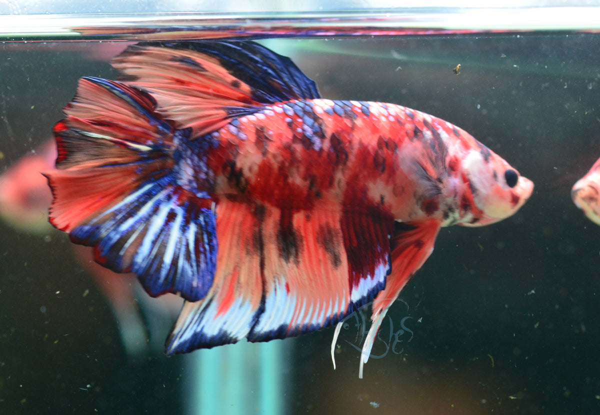 Giant Nemo HMPK Male