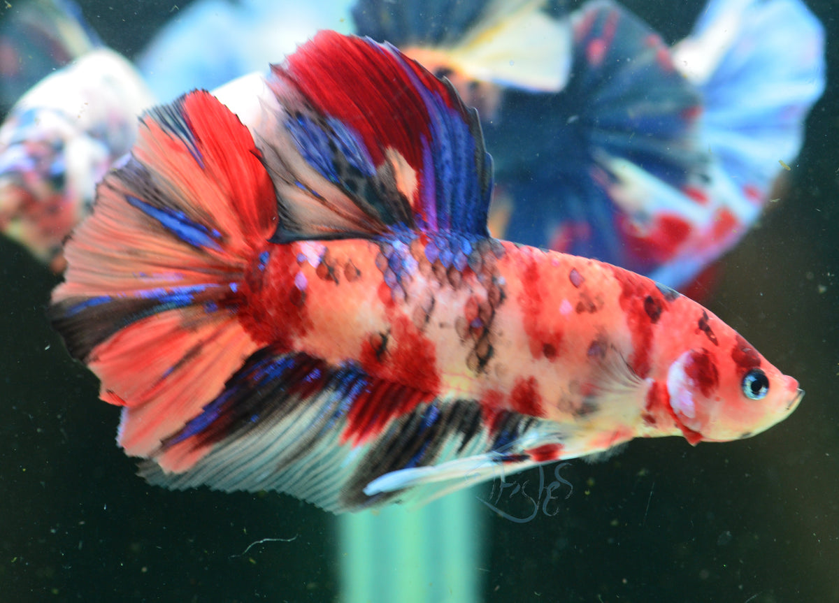 Giant Nemo HMPK Male