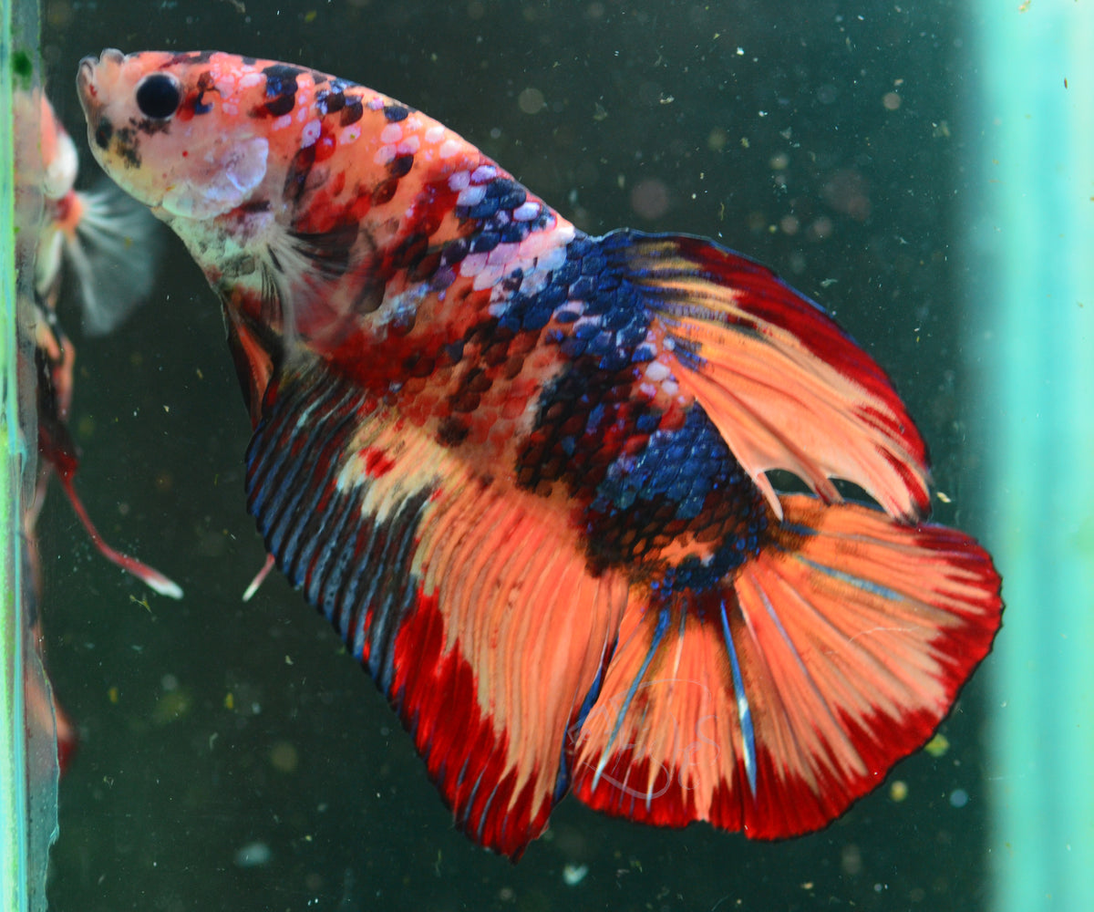 Giant Nemo HMPK Male