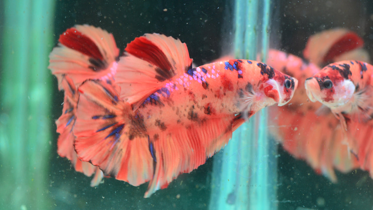 Giant Nemo HMPK Male