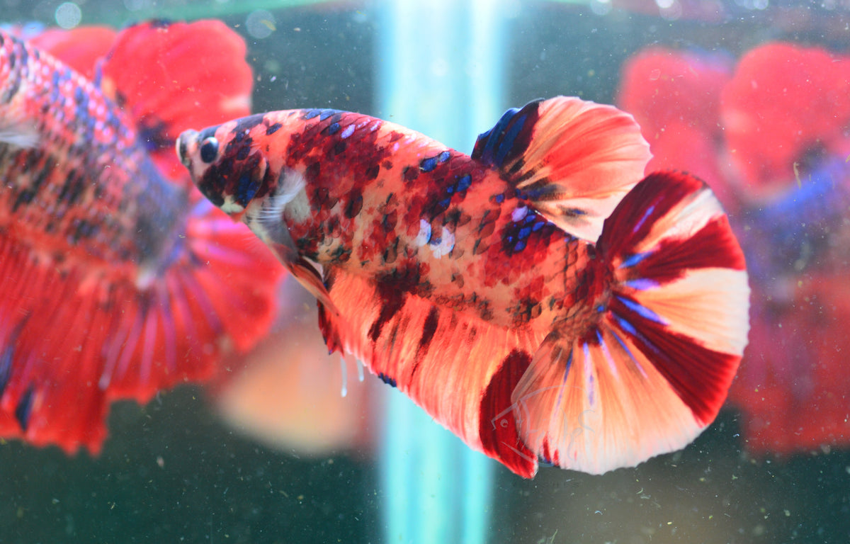 Giant Nemo HMPK Male