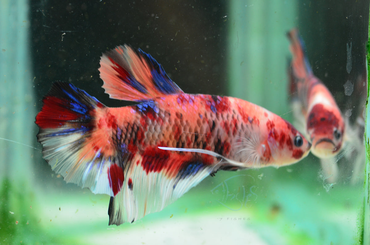 Giant Nemo HMPK Male