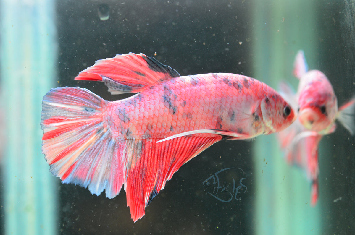 Giant  Iridescent Nemo HMPK Male