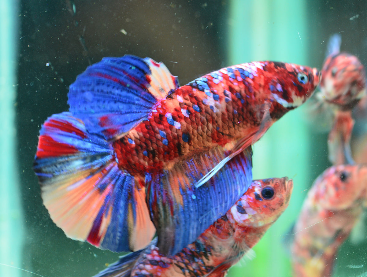 Giant Multicolour HMPK Male