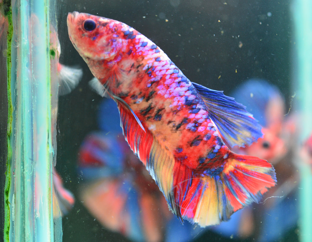 Giant Multicolour HMPK Male