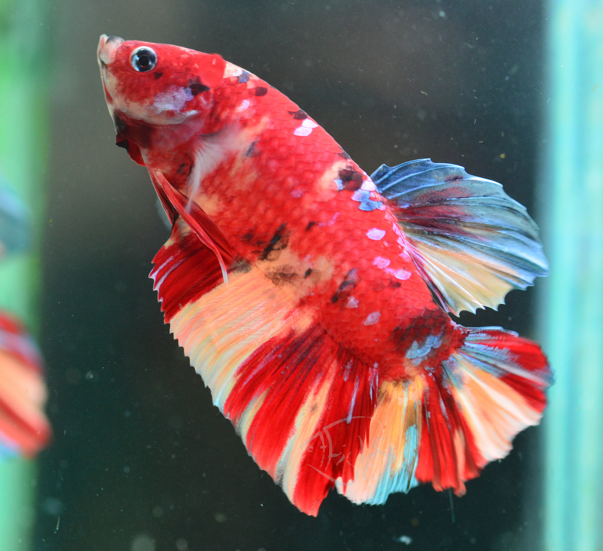 Giant Nemo HMPK Male