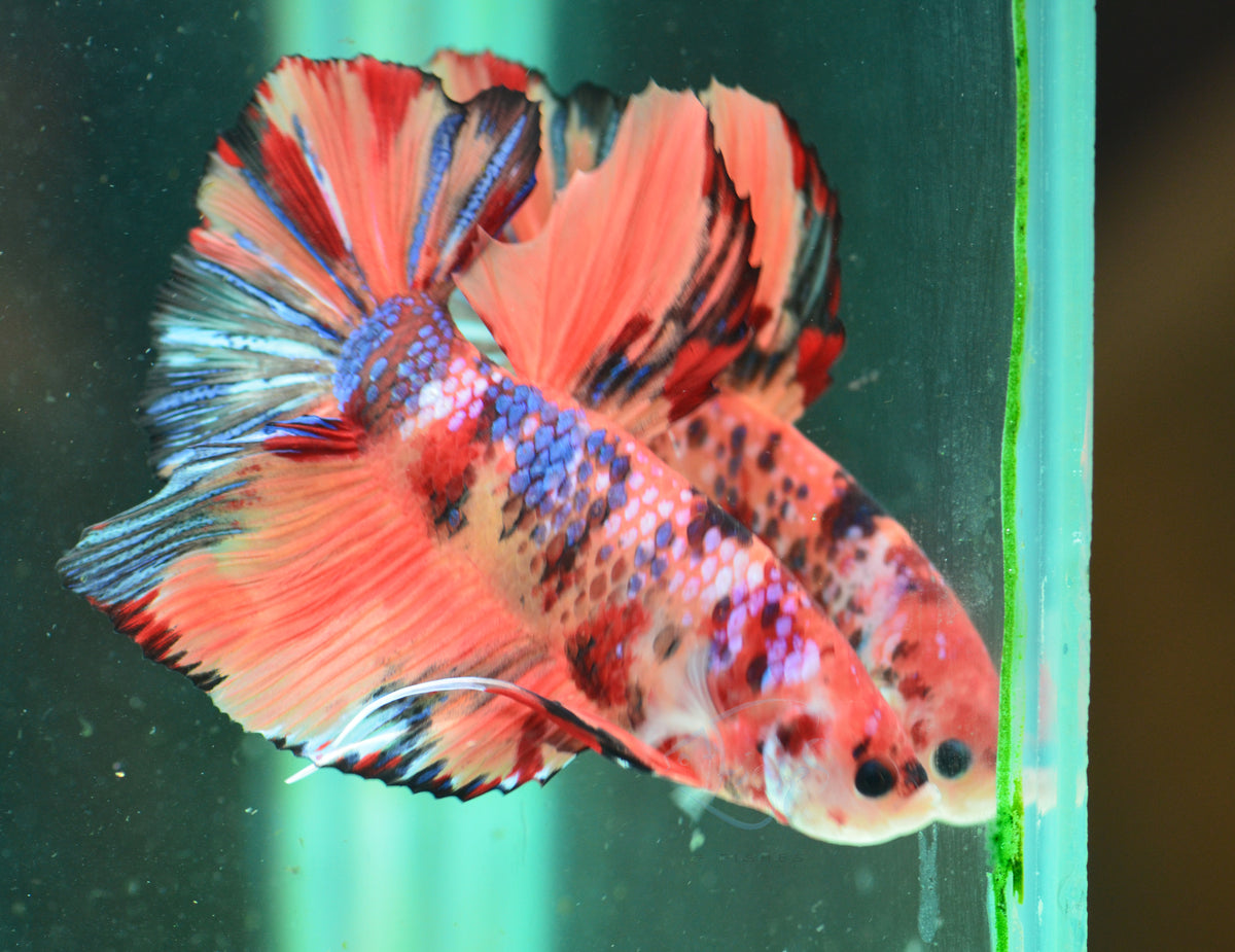 Giant Nemo HMPK Male