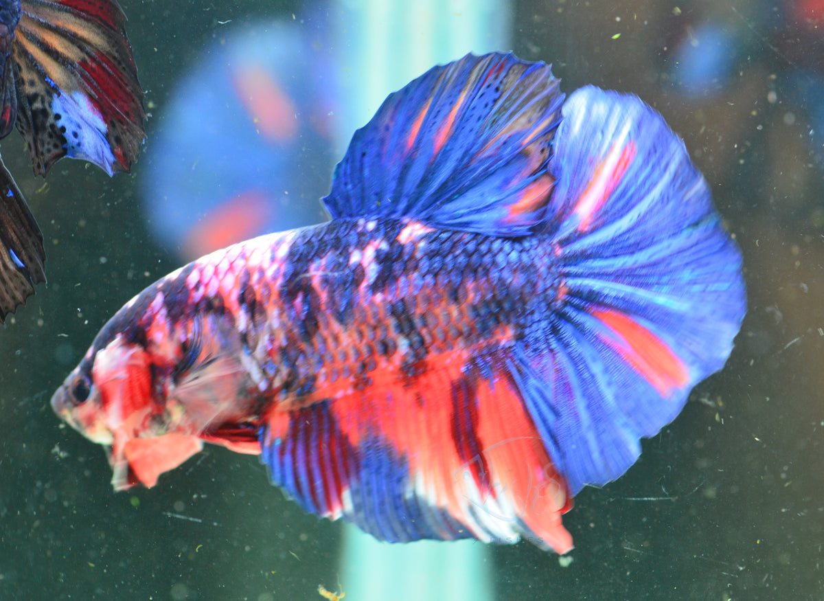Giant Nemo Fancy HMPK Male
