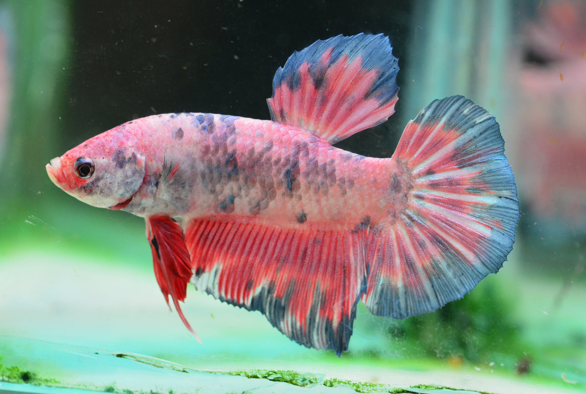 Giant Pink Fancy HMPK Male