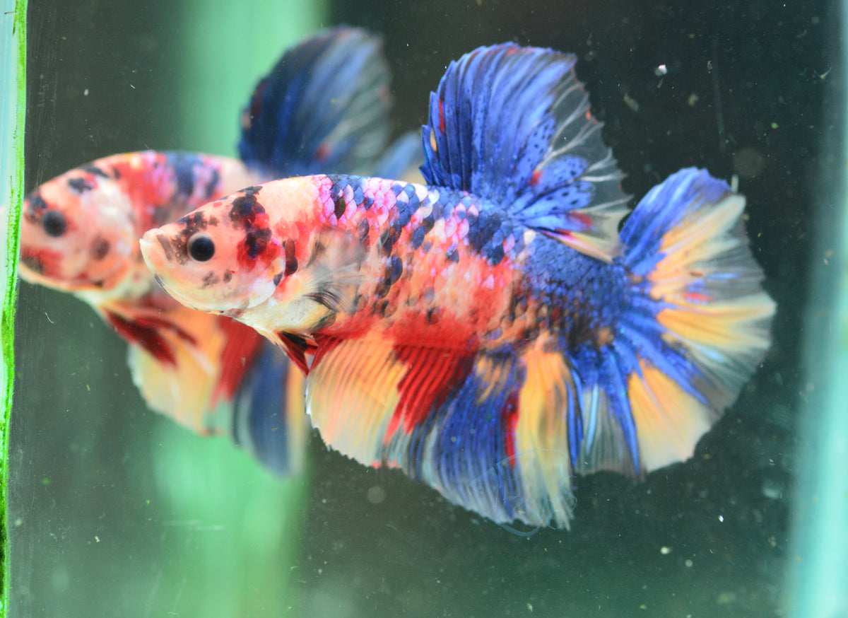 Giant Nemo HMPK Male