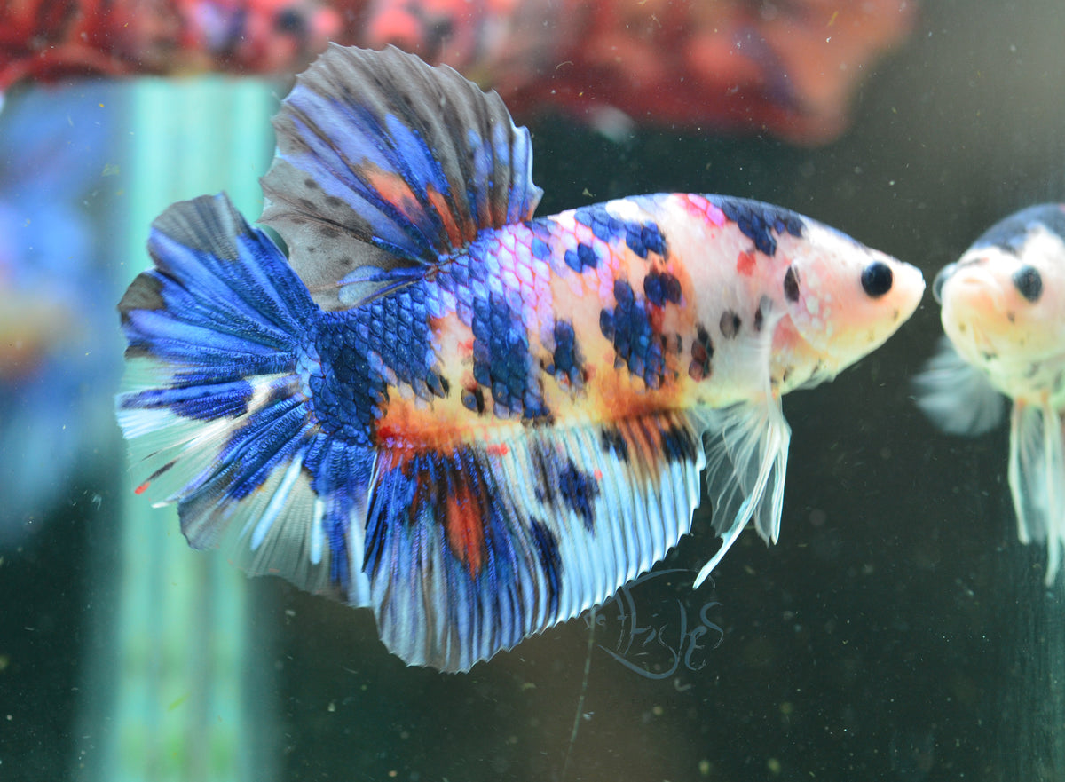 Giant Galaxy HMPK Male