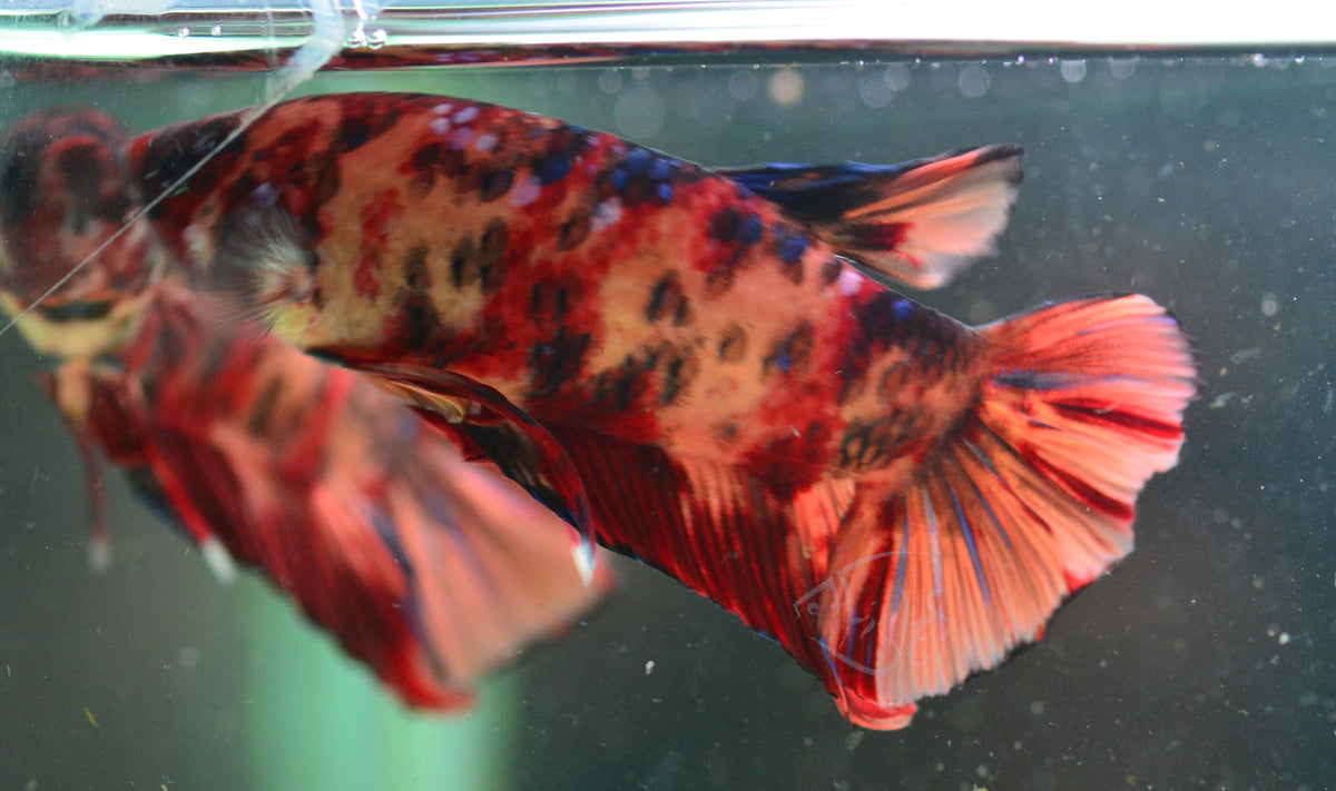 Giant Nemo HMPK Male