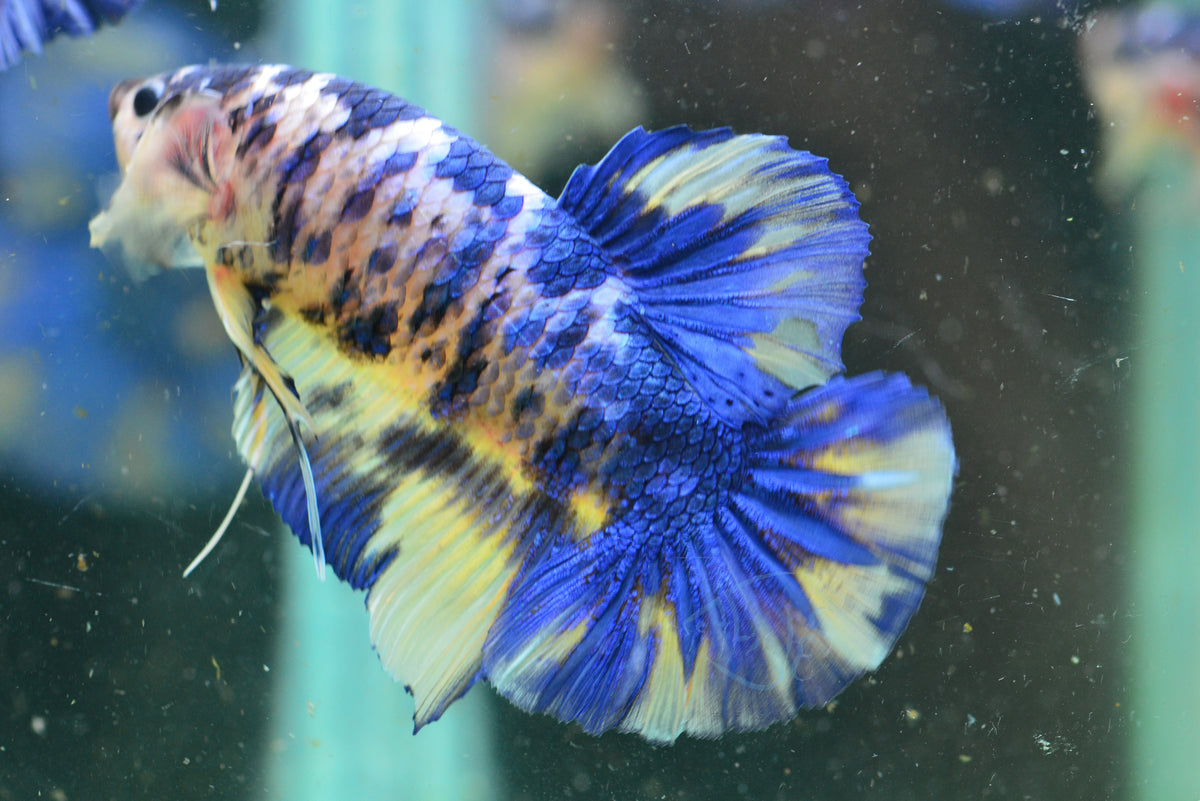 Giant Yellow Galaxy HMPK Male