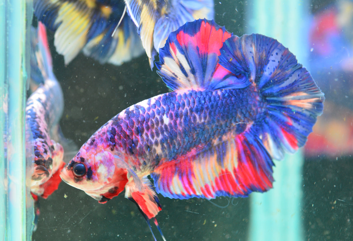Giant Multicolour HMPK Male