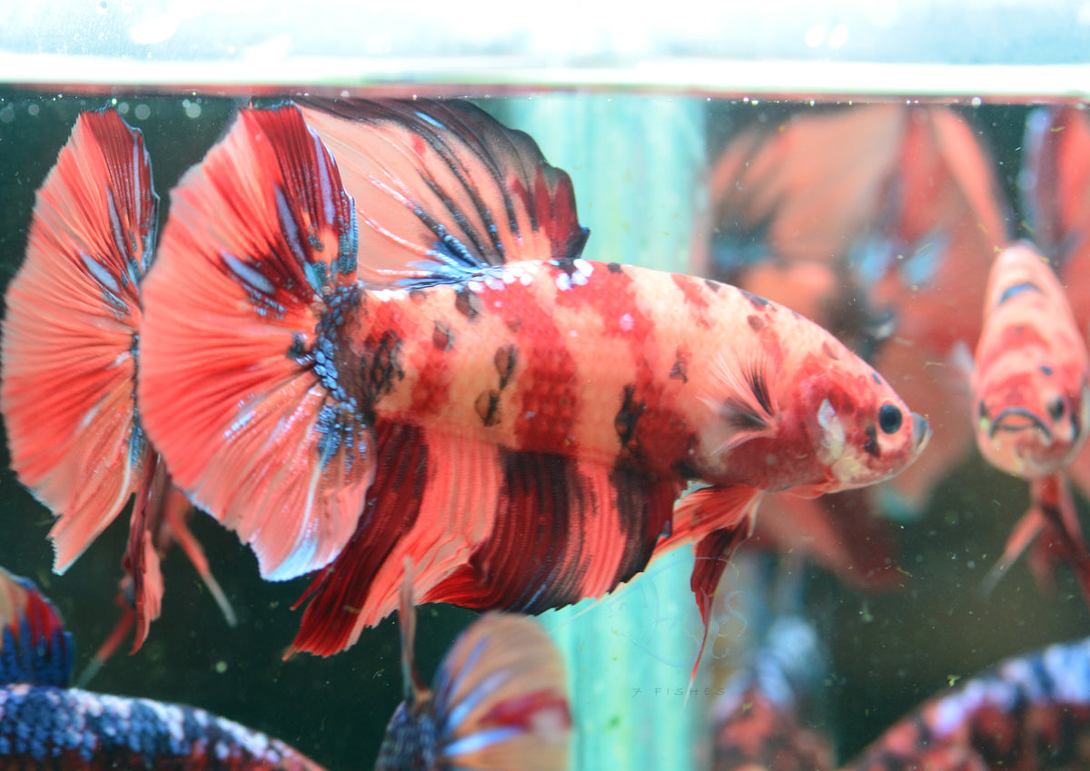 Giant Nemo HMPK Male