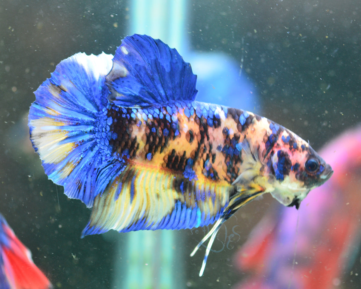 Giant Yellow Galaxy HMPK Male