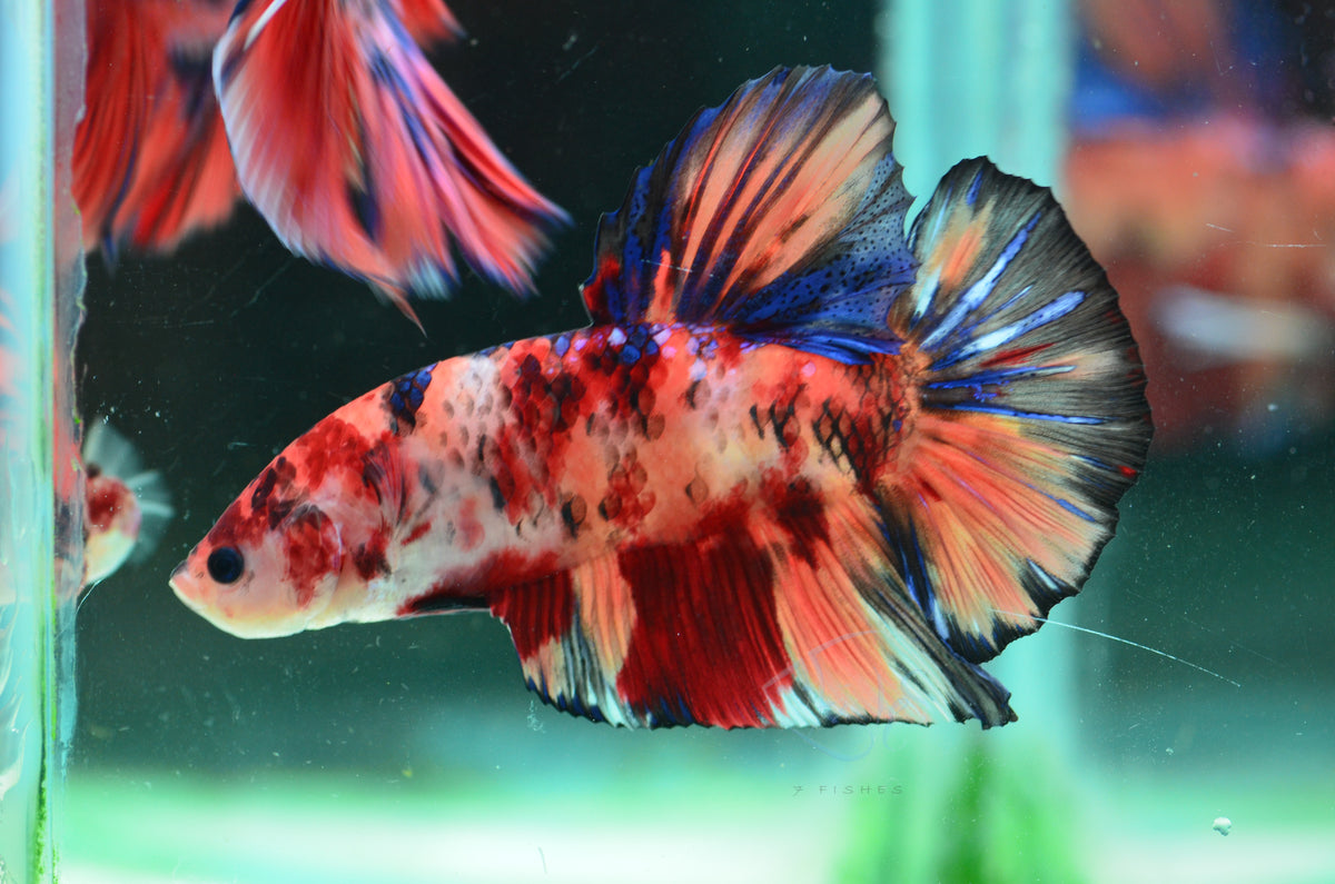 Giant Nemo HMPK Male