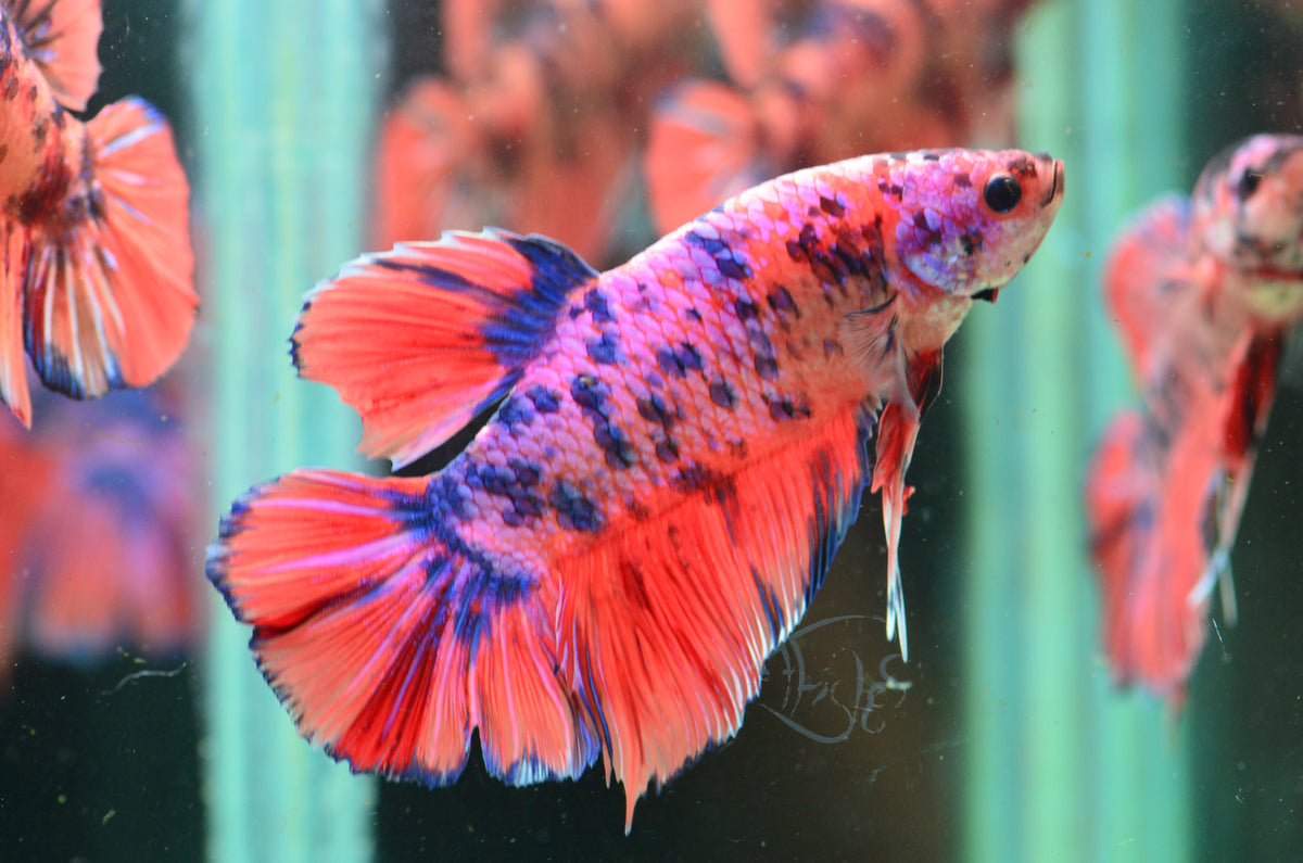 Giant Multicolour HMPK Male