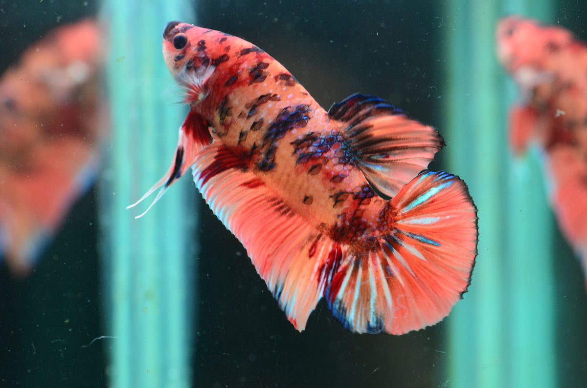 Giant Nemo HMPK Male