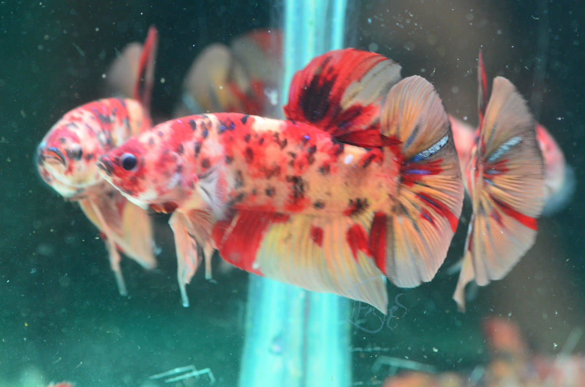 Giant Nemo HMPK Male