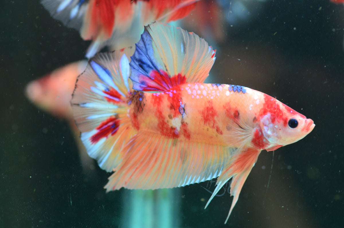 Giant Nemo HMPK Male