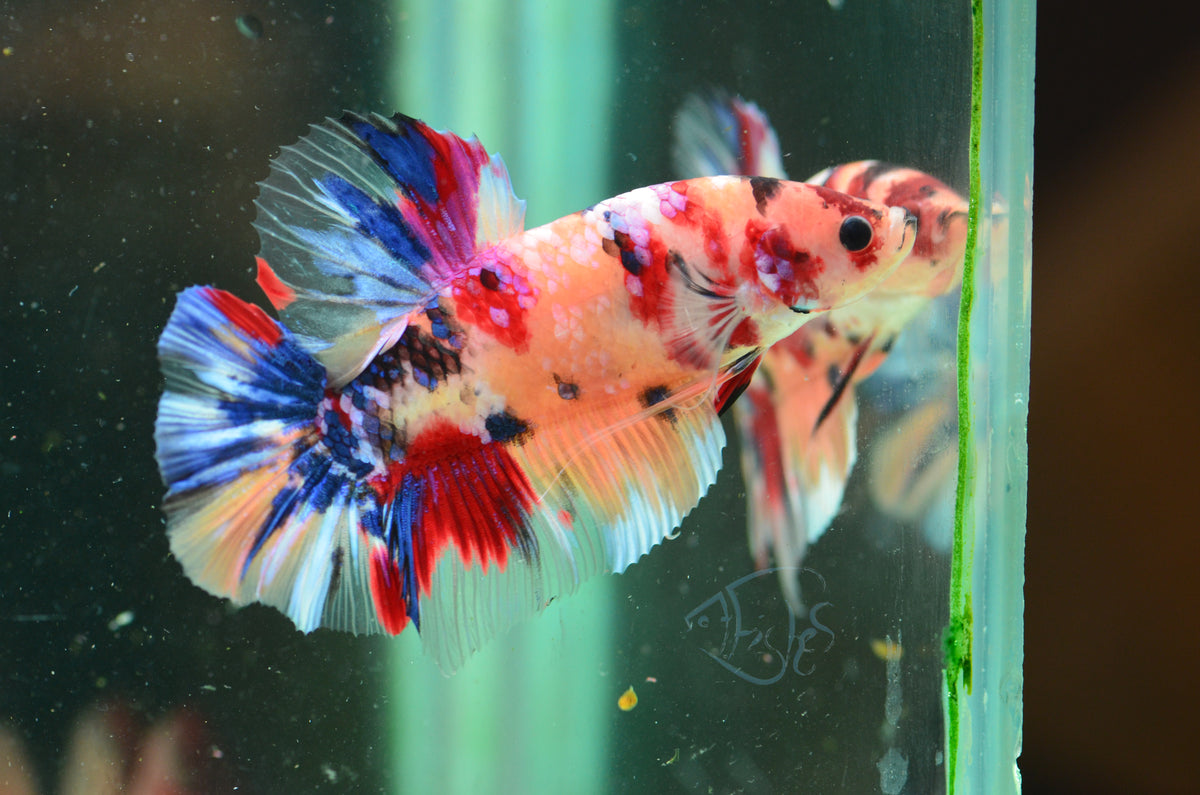 Giant Nemo HMPK Male