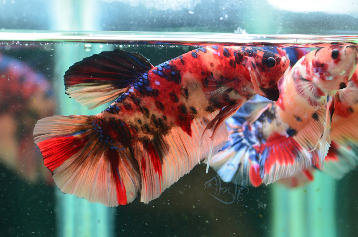 Giant Nemo HMPK Male