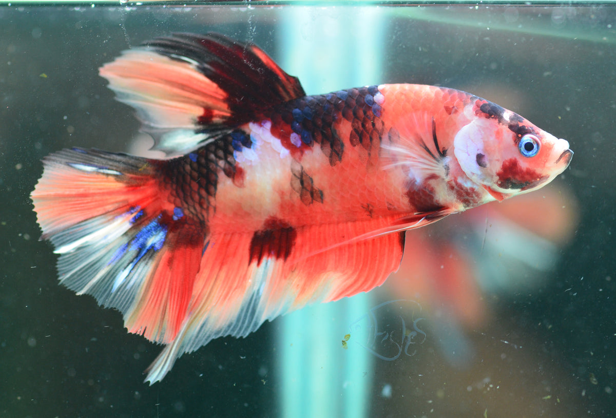 Giant Nemo HMPK Male