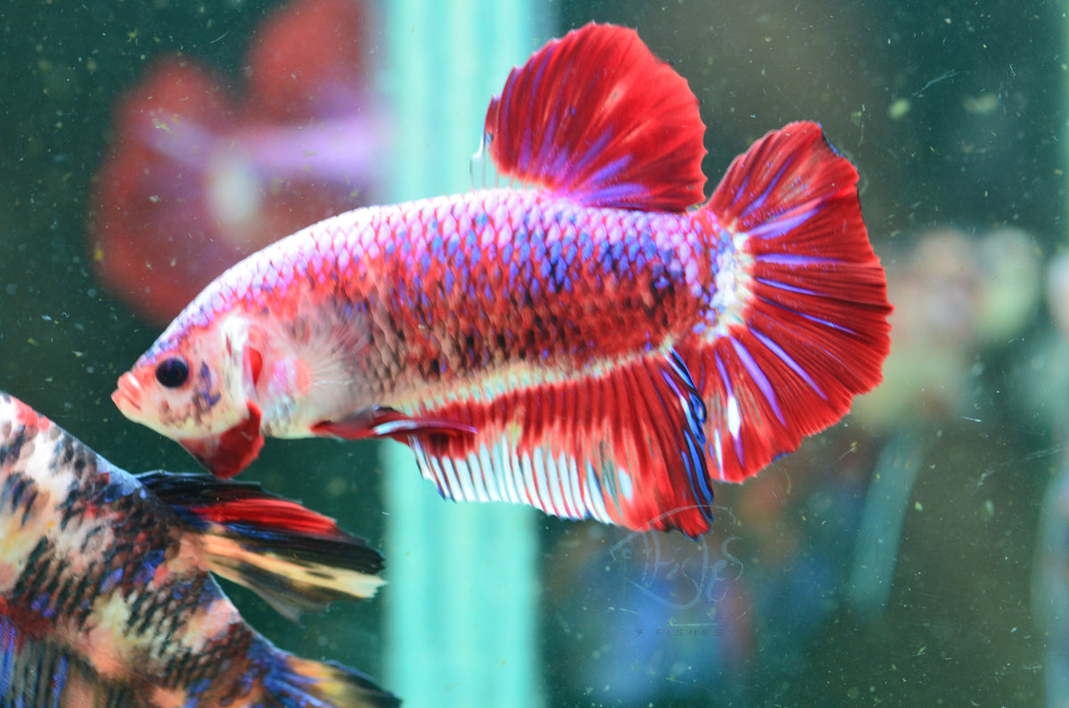 Giant Red Fancy HMPK Male