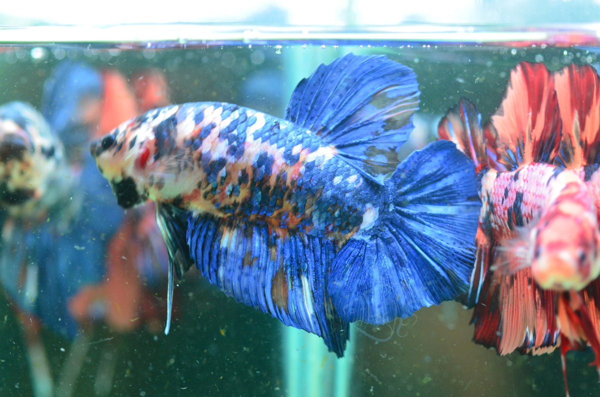 Giant Galaxy HMPK Male