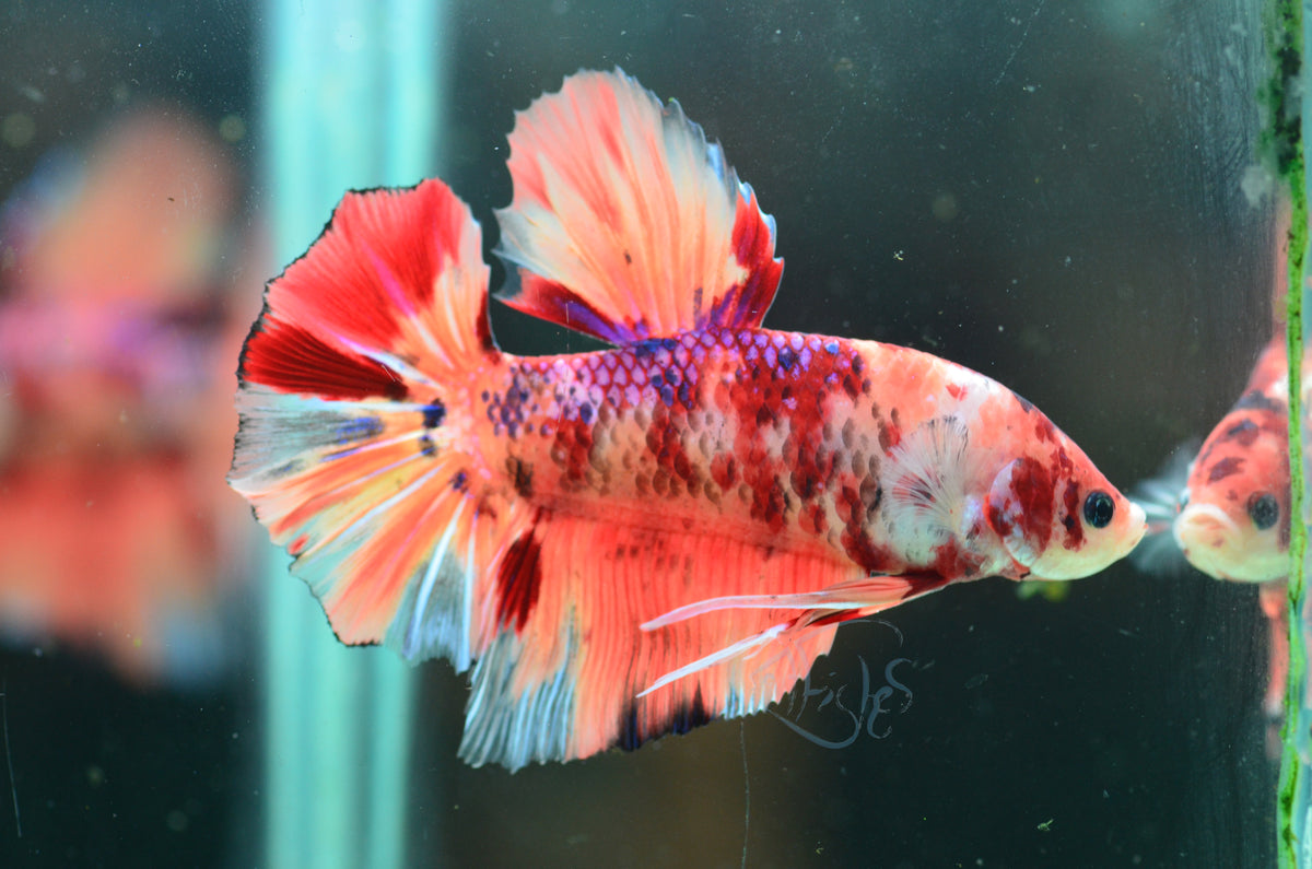 Giant Nemo HMPK Male