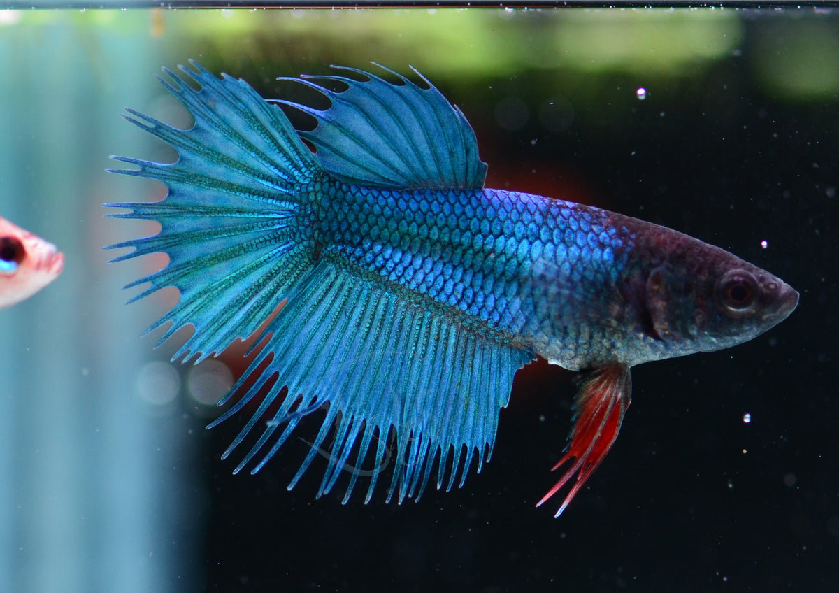 Blue Crowntail Female