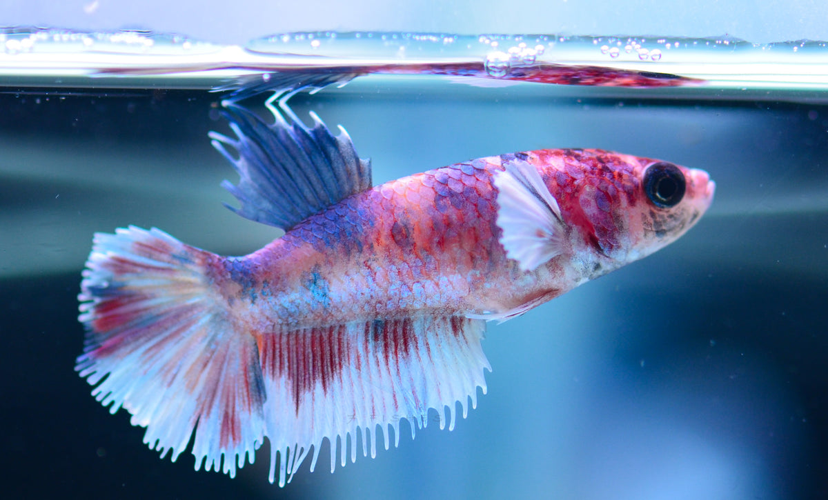 Multicolour Dumbo Crowntail Female