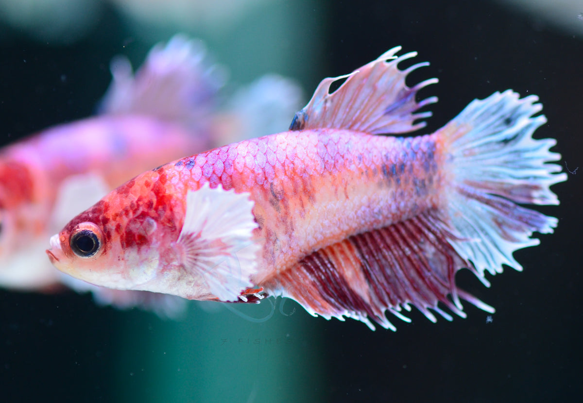 Multicolour Dumbo Crowntail Female