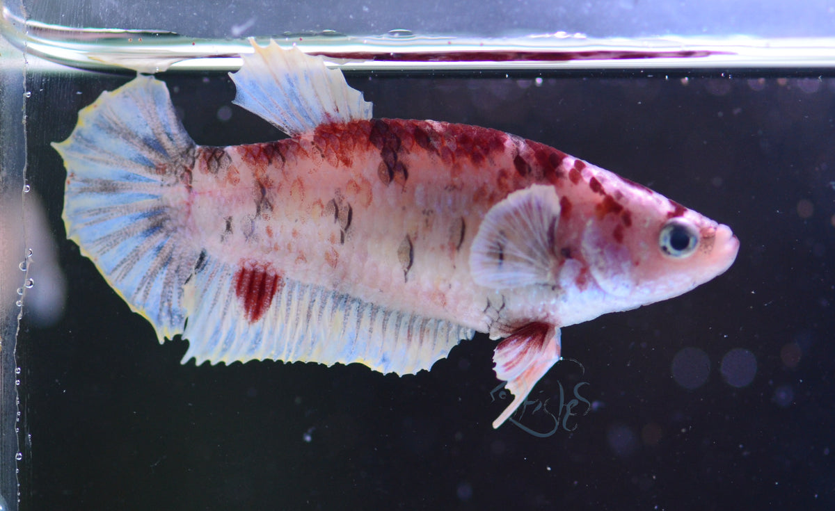 Koi Elephant Ear HMPK Female