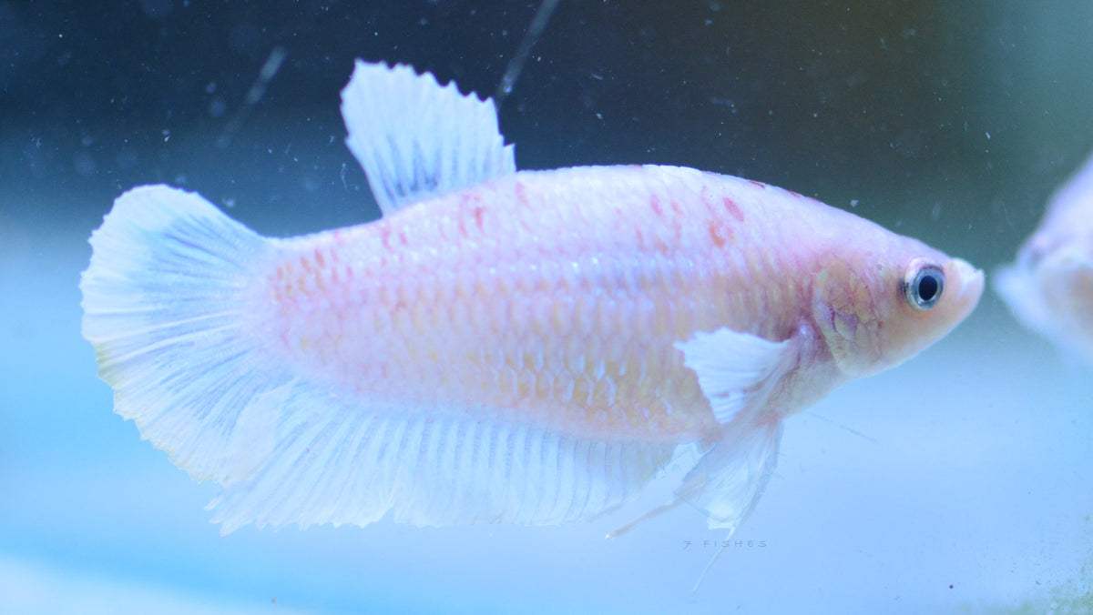 Pastel Elephant Ear HMPK Female