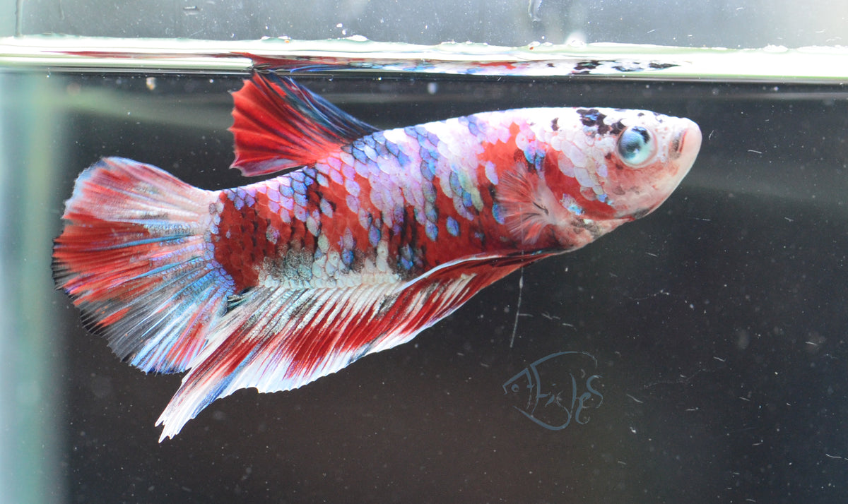 Red Snow Galaxy HMPK Male