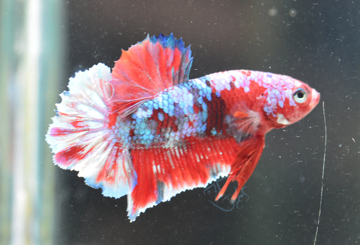 Red Snow Galaxy HMPK Male