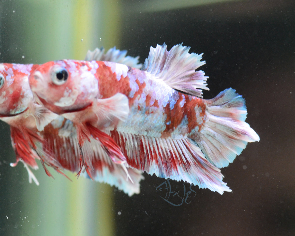 Red Snow Galaxy HMPK Male