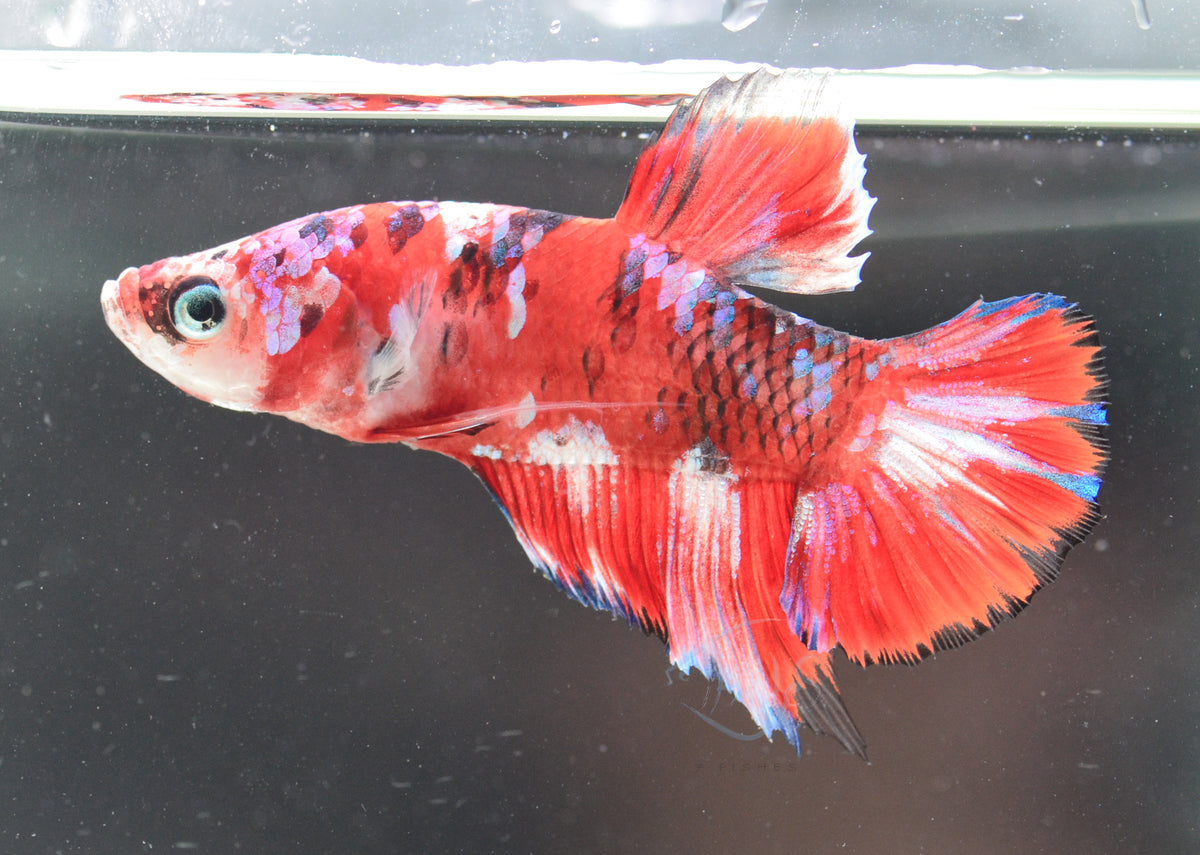 Red Snow Galaxy HMPK Male