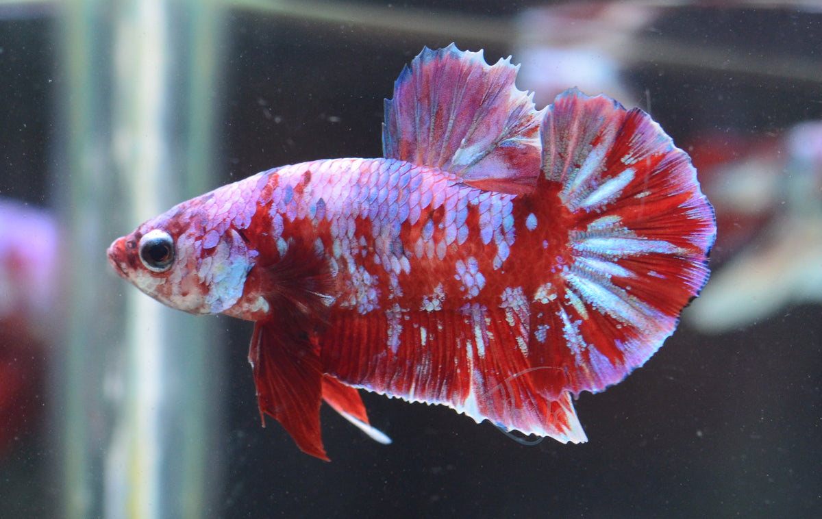 Red Snow Galaxy HMPK Male