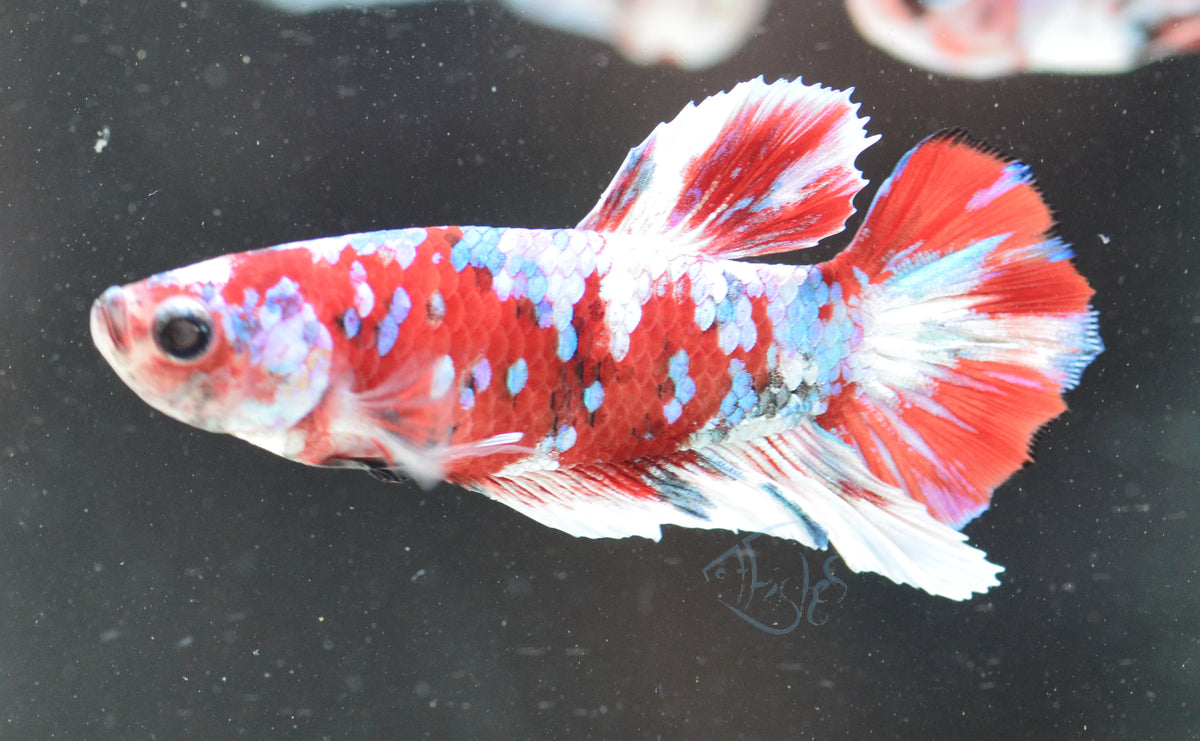 Red Snow Galaxy HMPK Male