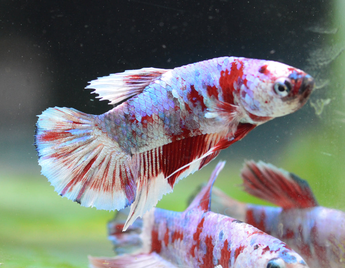 Red Snow Galaxy HMPK Male