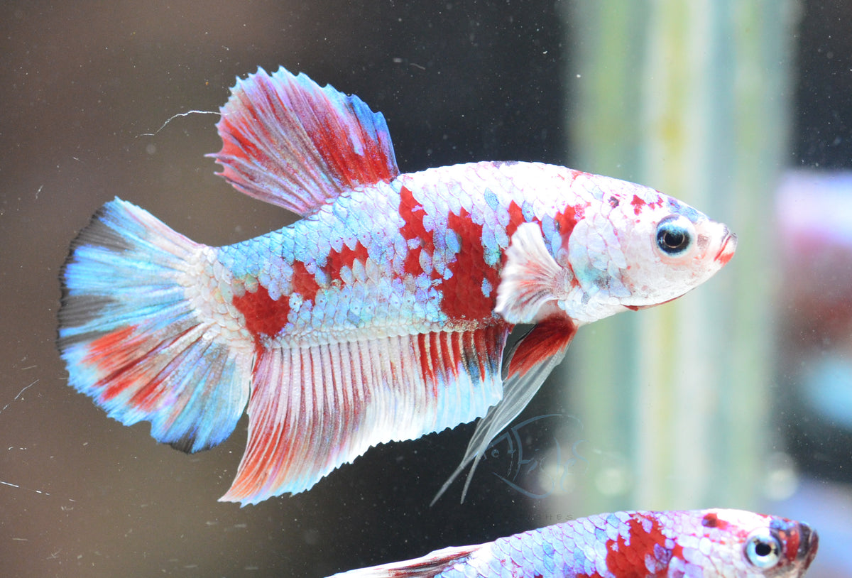 Red Snow Galaxy HMPK Male